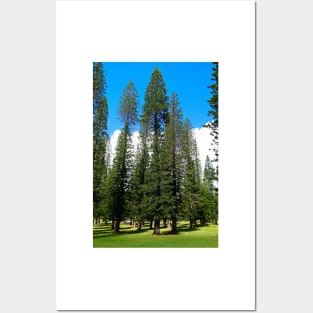 Lanai CIty Cook Island Pines Study 2 Posters and Art